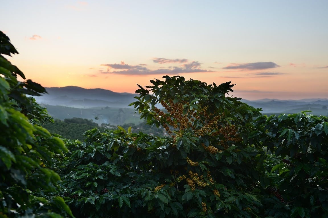 A picture of a coffee plantation high in the mountains