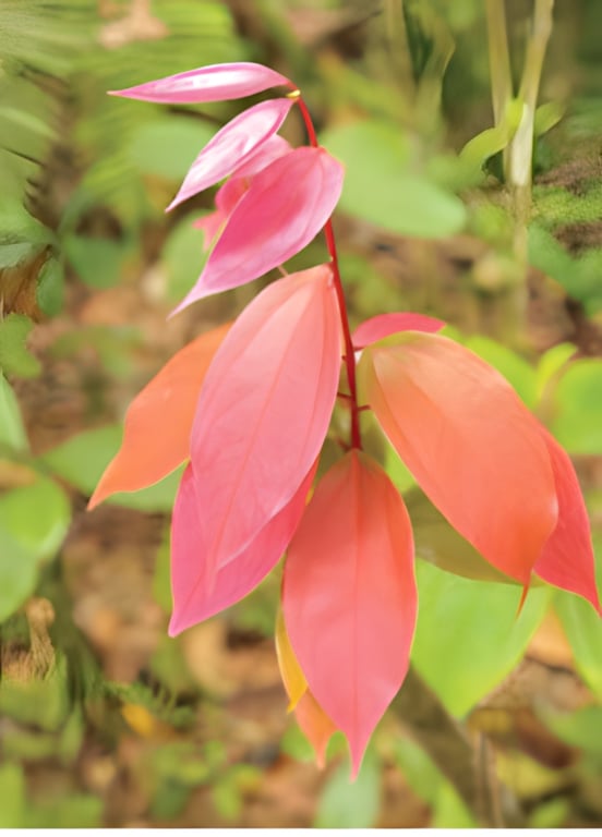 Cinnamon Flower