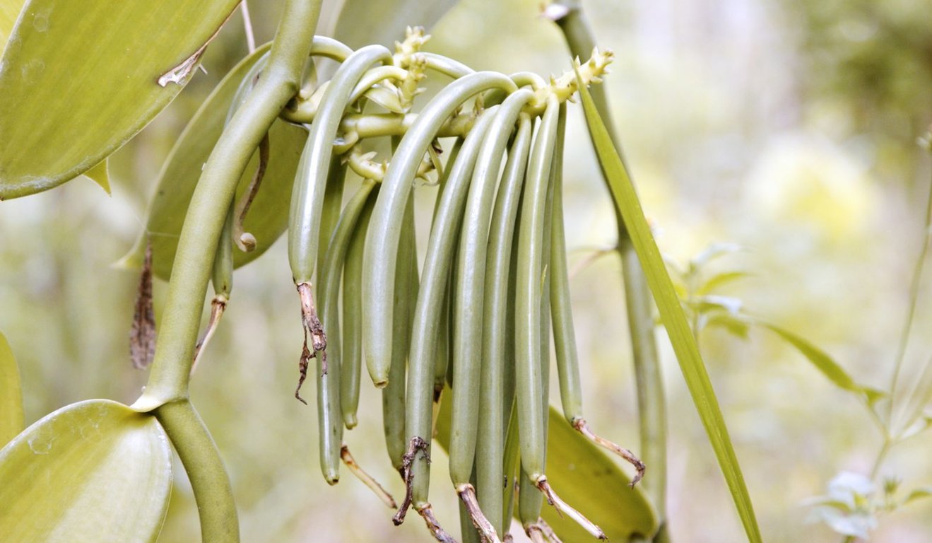 Best Vanilla Varieties from Around the World