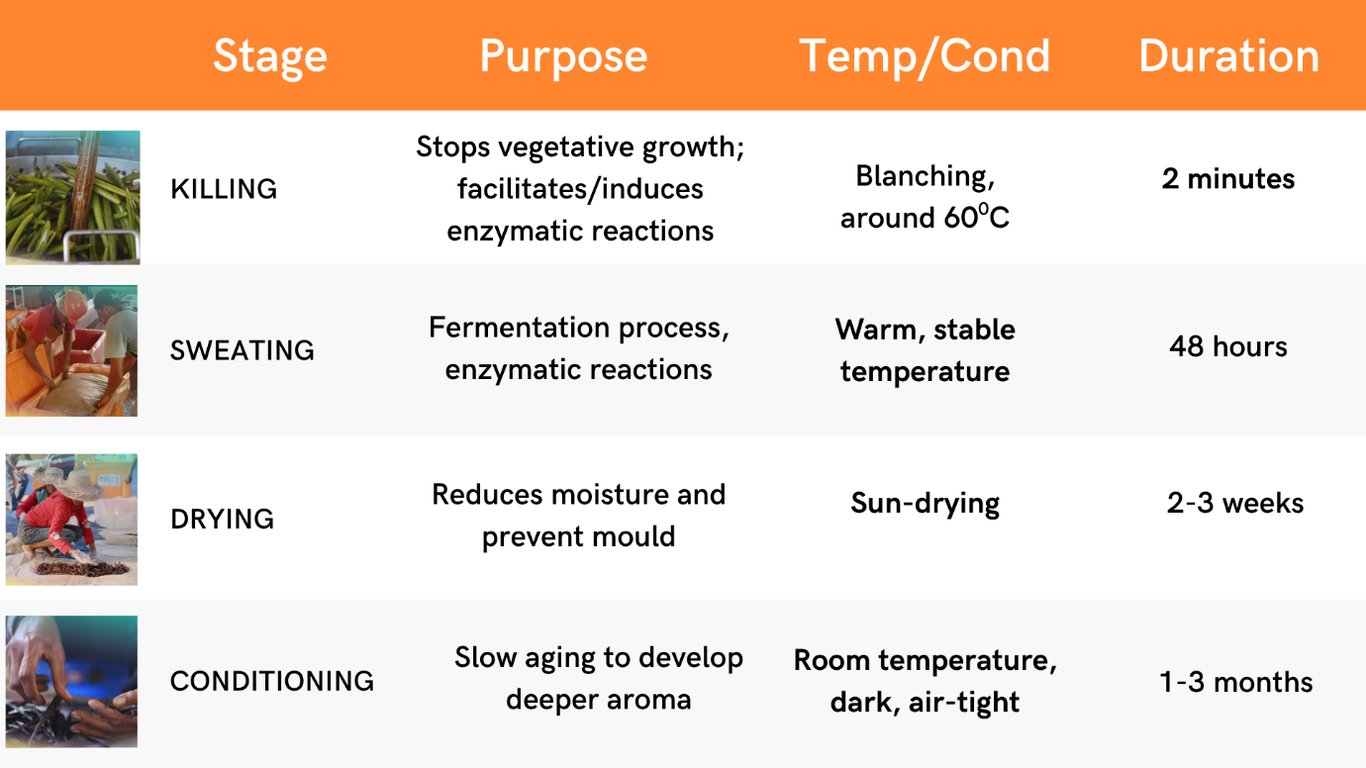The four sequential stages of the vanilla curing process