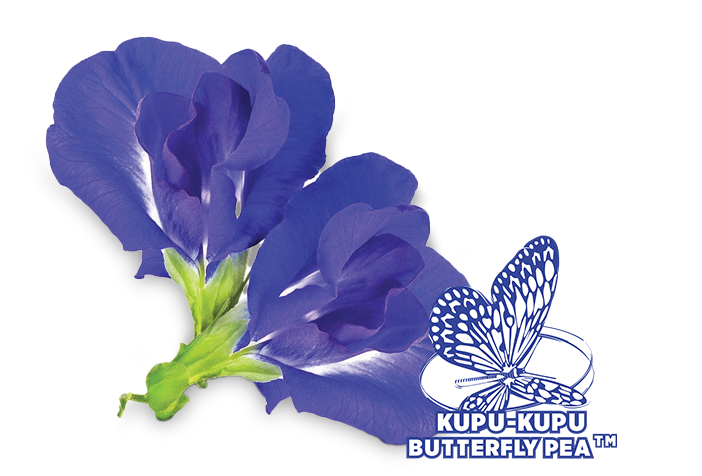 ORIGINE Butterfly Pea