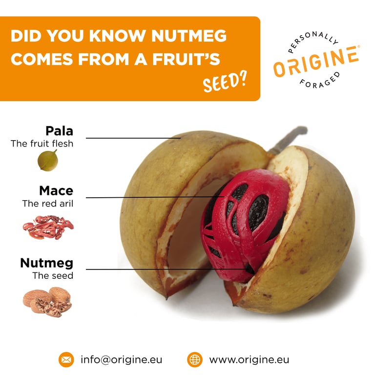Anatomy of a Nutmeg Fruit