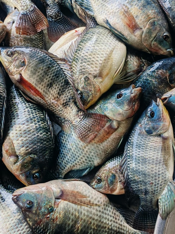 1909 - 1kg Tilapia