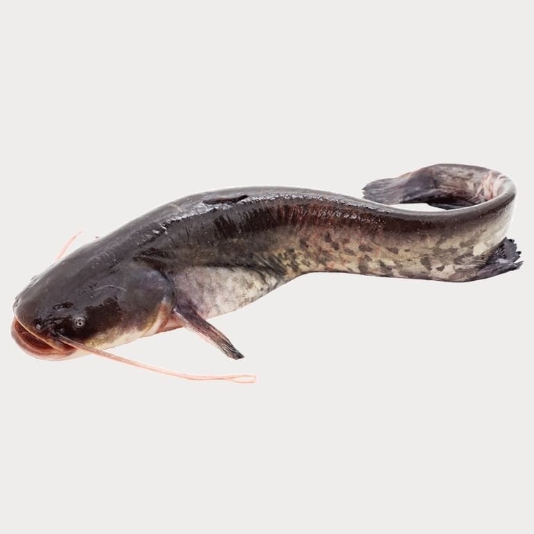 1909 - 1kg Catfish