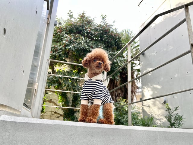 A棟は愛犬同伴可