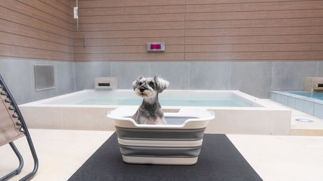 ワンちゃん専用のバスタブや犬用タオルなども無料でご用意。客室内の完全プライベートな空間で、愛犬と一緒にお風呂タイムやリラックスした時間を気兼ねなくお楽しみいただけます。
