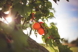 aaa