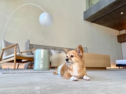 A棟は愛犬同伴可