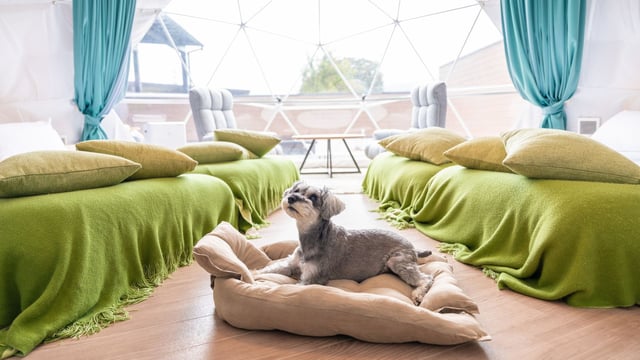 愛犬と同伴できる専用の「ペットデラックスルーム」。ドームテント内やベッドの上など、NGエリアなしで全エリアをリードフリーで一緒に過ごせる最強のペットフレンドリー空間です。