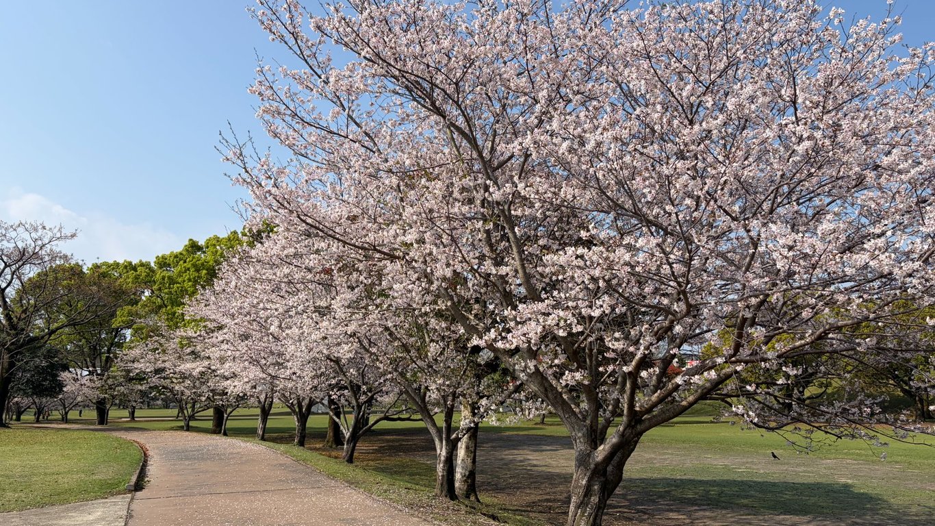 霧島市の桜が満開。お花見後は全室専用温泉付きの宿でプライベートな休息を