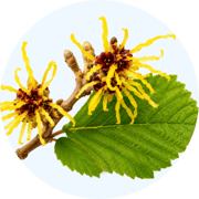 Hamamelis-Blattextrakt
