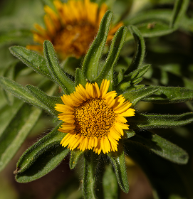 ARNICA MONTANA