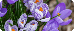 Crocus Sativus