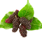 Mulberry Leaf Extract