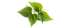 Stinging Nettle Root