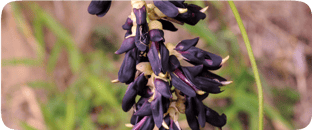 Mucuna Pruriens