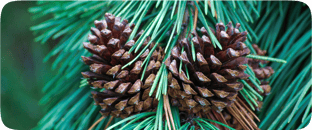 Pinus Pinaster