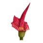 Amorphophallus Konjac