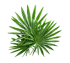 Saw Palmetto Extract