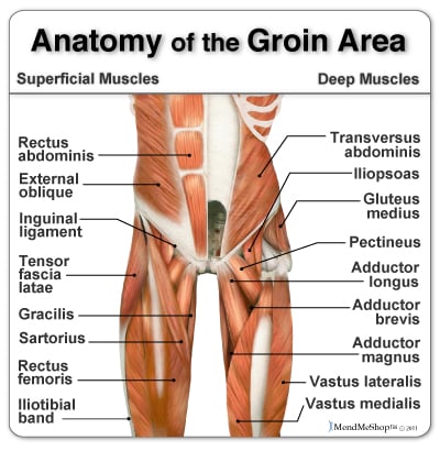 anatomy groin and hip adductor muscles
