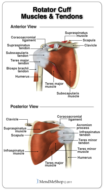 4 muscles and tendons of rotator cuff are supraspinatus, subscapularis, teres major, and infraspinatus-they work together to stabilize glenohumeral joint move humerus in shoulder socket