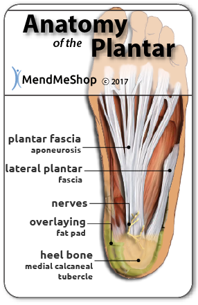 plantar fascia visual overview