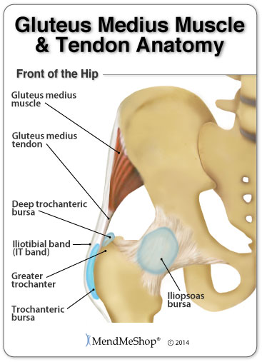 The gluteus medius tendon connect your gluteus medius muscle to the pelvis is is surrounded by bursae and the IT band.