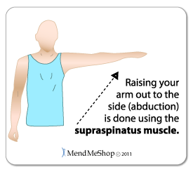 supraspinatus muscle abduction arm raise example