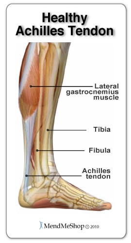 A healthy Achilles tendon is flexible
