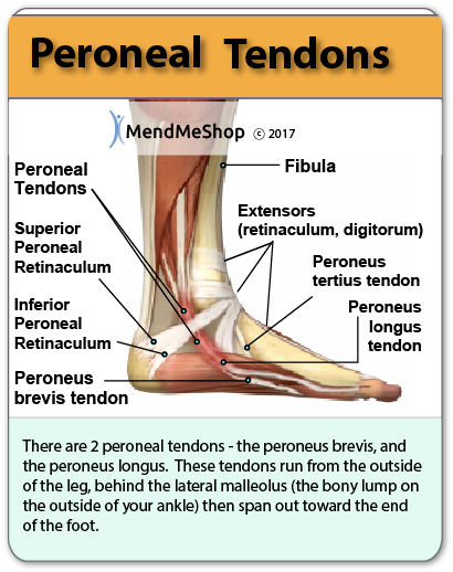 peroneus tendon location peroneal tendon infographic anatomy