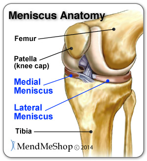 Lateral Meniscus & Medial Meniscus Anatomy