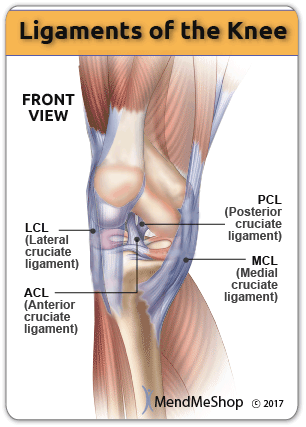 Knee Ligaments - ACL, MCL, PCL and LCL.