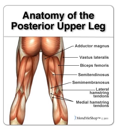 Leg anatomy and the hamstring muscles, biceps femoris, semitendinosus, semimembranosus