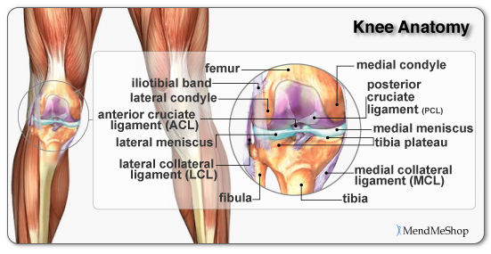 left knee ligaments