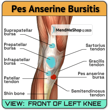 Repetitive bending can cause pes anserine bursitis and pain in the knee.