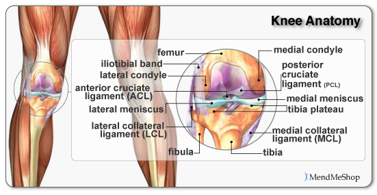 ACL, MCL, medial meniscus, lateral meniscus and other parts of the tibiofemoral joint