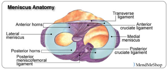 medial meniscus, lateral meniscus, transverse ligament, ACL and MCL anatomy