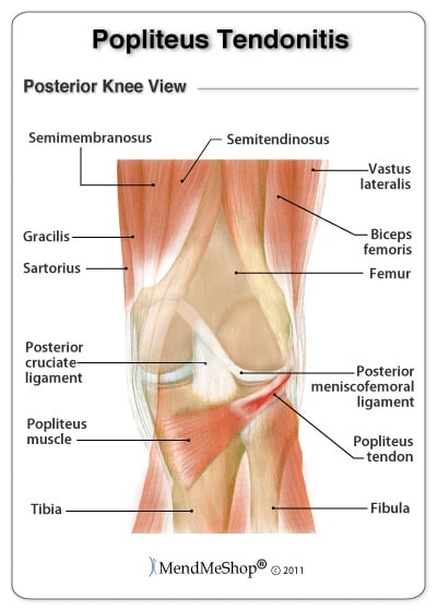ligaments tendons popliteus knee