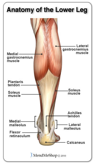 Tennis Leg and the calf muscles the gastrocenemius and soleus muscles.