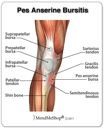 Repetitive bending can cause pes anserine bursitis and pain in the knee.