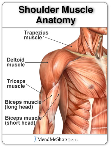 Bicep muscle strain causes pain in the front of the shoulder