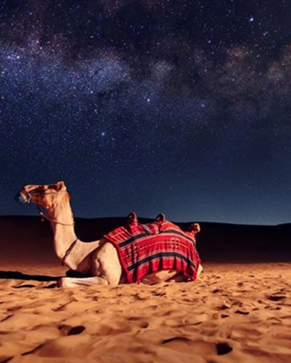 camel