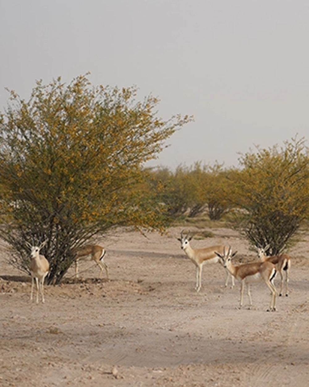 Pickup & Transfer to Al Marmoom Oasis — 3