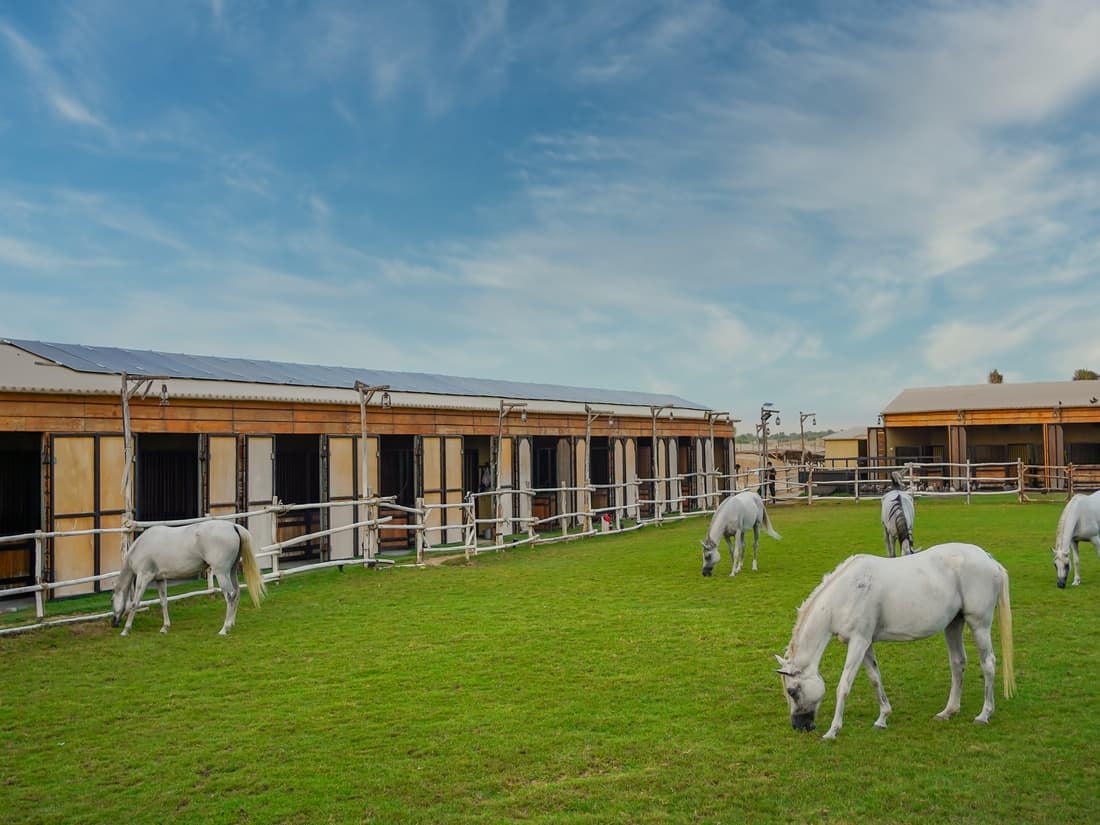 Foal Nursery Visit