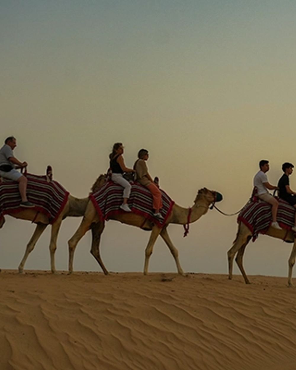 Camel ride