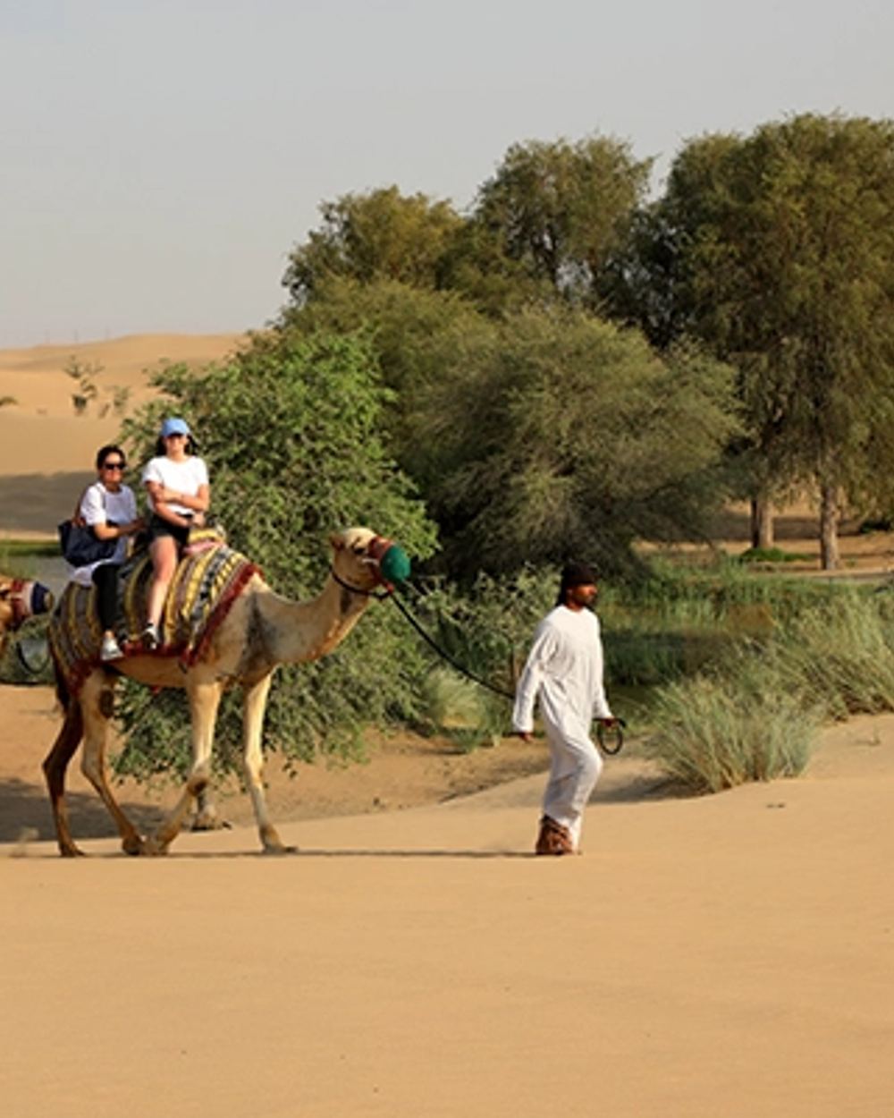 Camel ride
