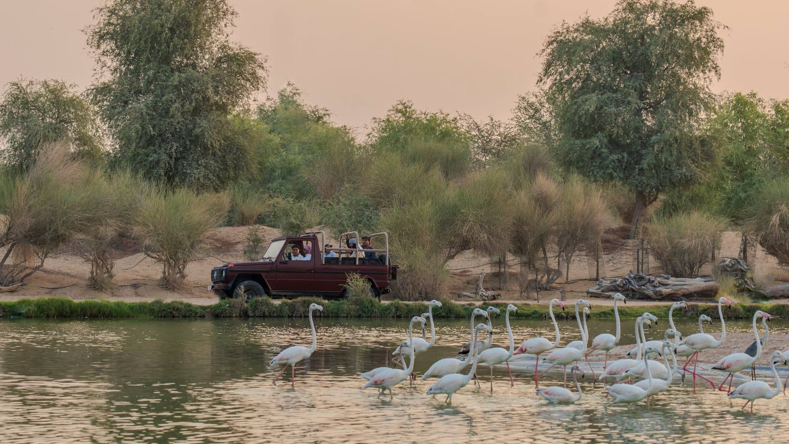 Dubai: Al Qudra Lakes, Wildlife & Bedouin Dinner at Al Marmoom Oasis