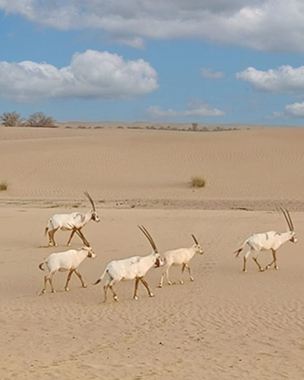 Desert Reserve