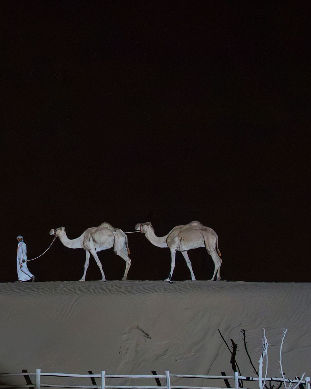 Camels at desert