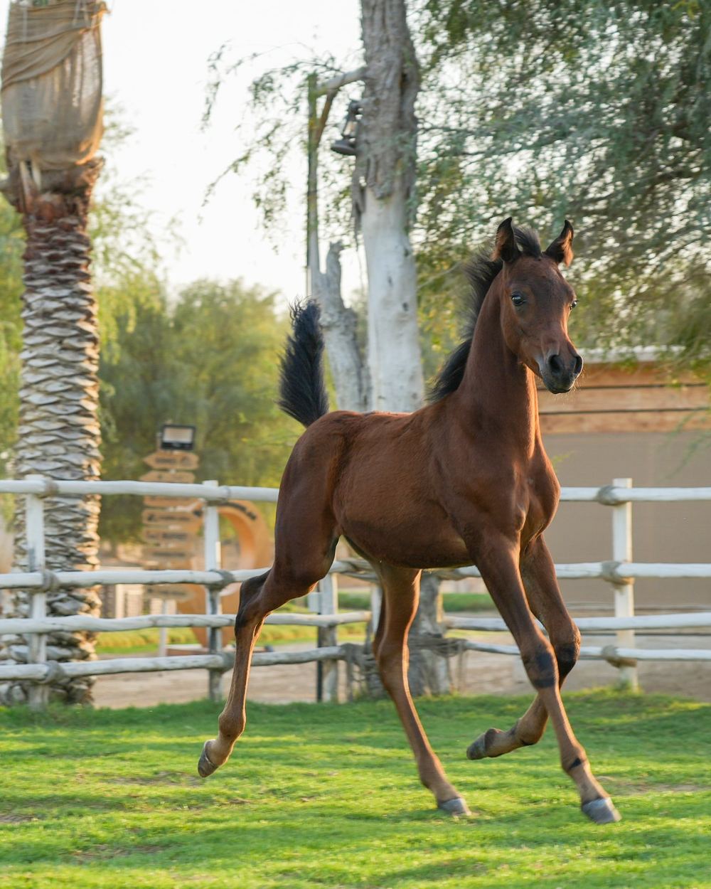 The Nursery: Meeting the Foals & Fillies — 1